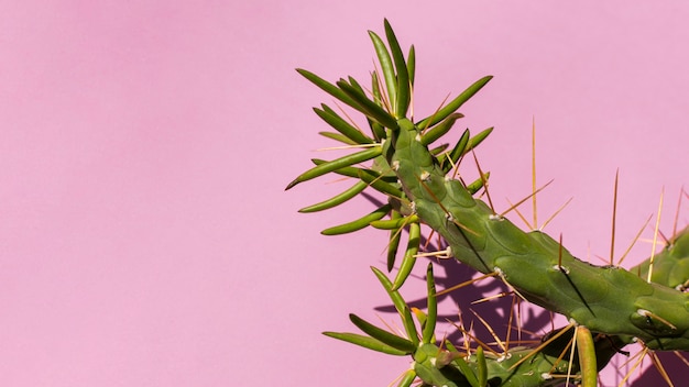 Foto variedade mínima de plantas naturais