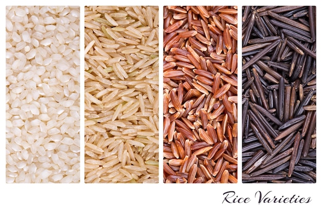 Variedades de arroz en un collage con cuatro tipos de arroz