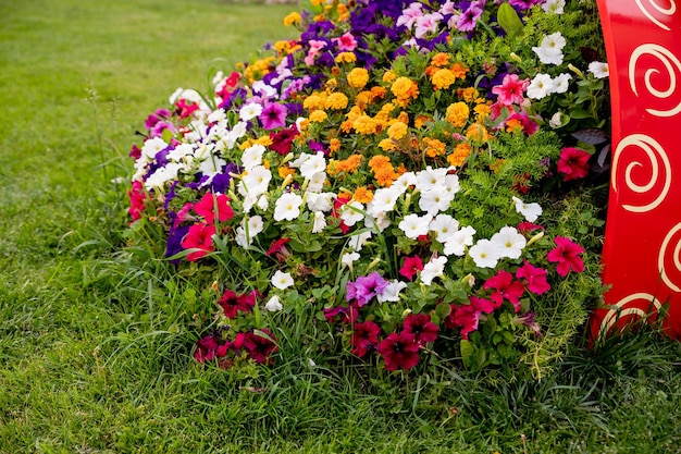 Variedades de flores de petúnias e surfinias no pote grande vaso de cerâmica inspiração de jardim de verão fo