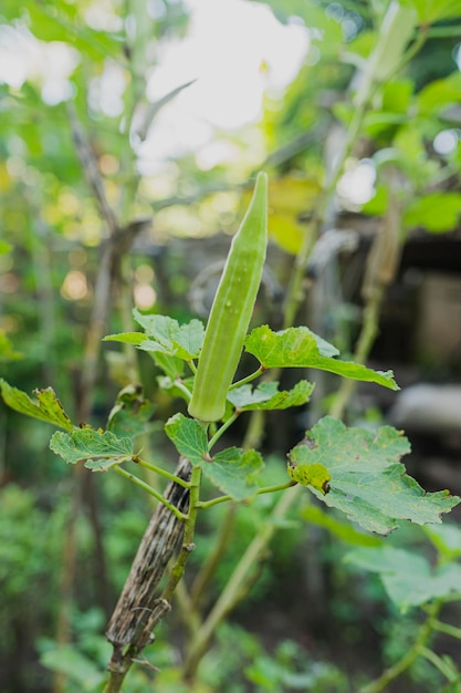 Variedades de plantas de okra para la flor de okra vegetal