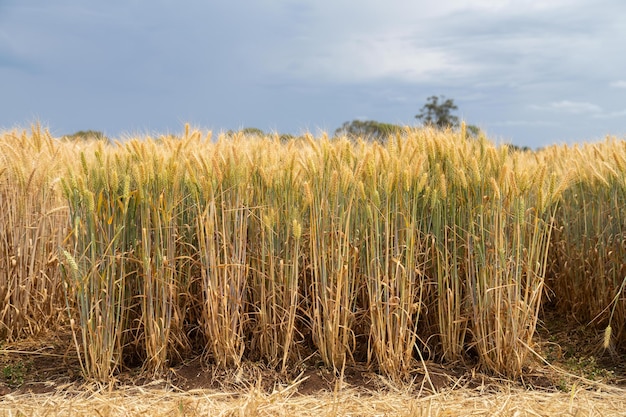 variedades de trigo en un campo