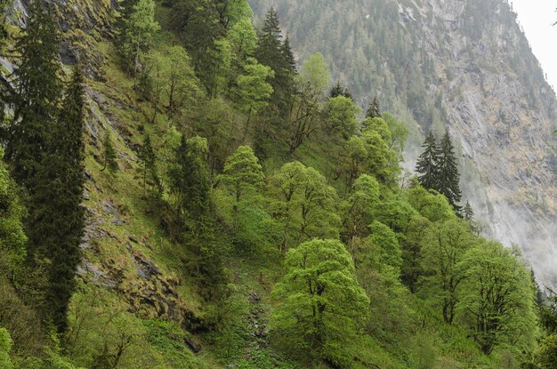 Varios árboles en las montañas.