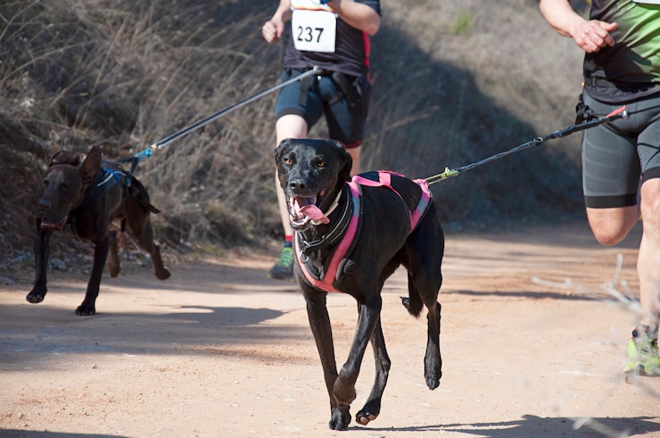 Vários atletas e seus cães participando de uma popular corrida de canicross