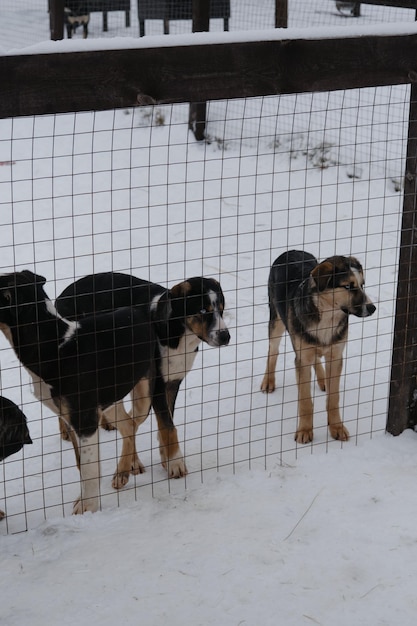 Varios cachorros de compañeros de camada de Alaskan Husky se paran en la nieve en invierno detrás de la cerca de la perrera