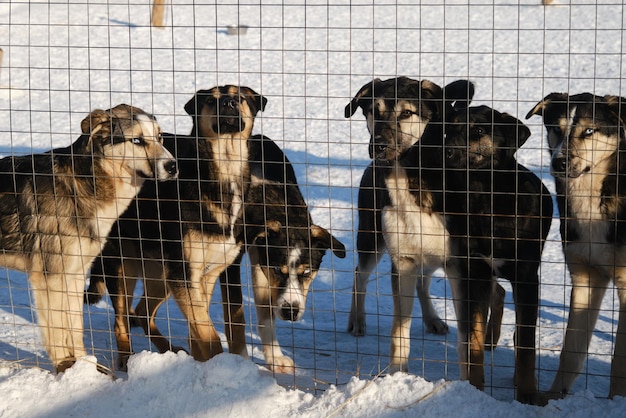 Vários cachorros mestiços abandonados ficam atrás da cerca do aviário no inverno e olham com olhos tristes