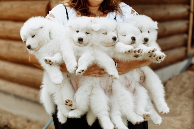 Varios cachorros de samoyedo en manos del dueño