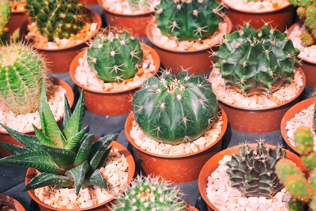 Vários cactos, pequenos cactos no pote