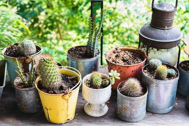 Vários cactus em uma panela, foco seletivo