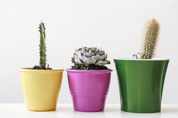 Varios cactus y plantas suculentas en macetas