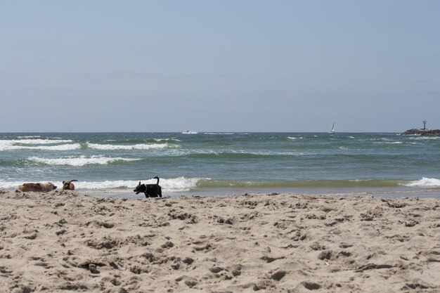 Vários cães brincando na água nadando na praia de cães