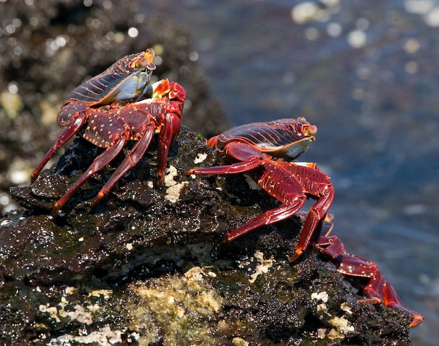 Varios cangrejos rojos están sentados en las rocas