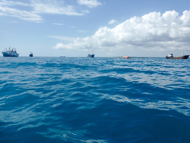 Vários caranguejos diferentes no horizonte estão nadando no calmo mar azul