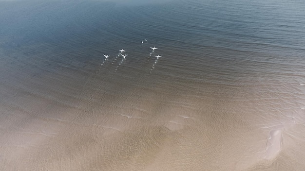 Vários cisnes brancos decolam da água