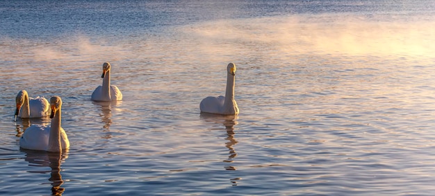 Vários cisnes brancos no lago contra vulcões e céu azul em kamchatka