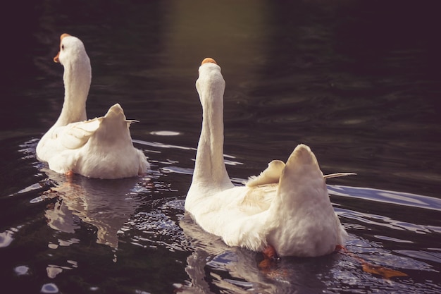 Vários cisnes flutuando na água