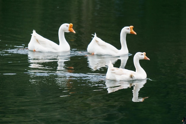 Varios cisnes nadando en el agua.