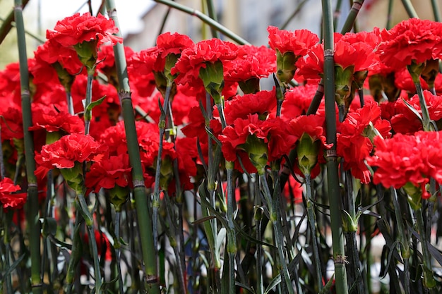 Varios clavel rojo en un jardín.