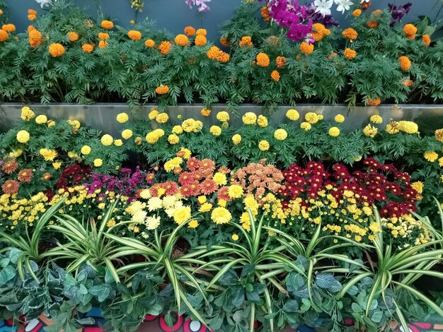 Foto varios colores de flores en el jardín