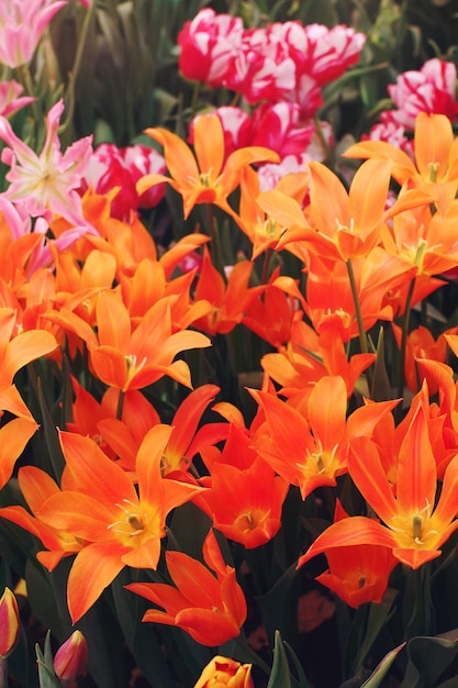 Varios coloridos tulipanes en flor en un día soleado en un jardín suave enfoque selectivo