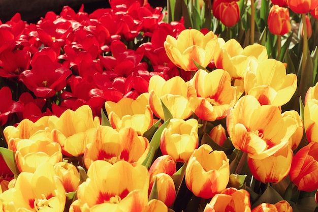 Varios coloridos tulipanes en flor en un día soleado en un jardín suave enfoque selectivo