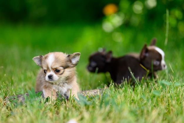 Vários filhotes de Chihuahua estão andando na grama verde turva fundo natural Animais de estimação caminham ao ar livre
