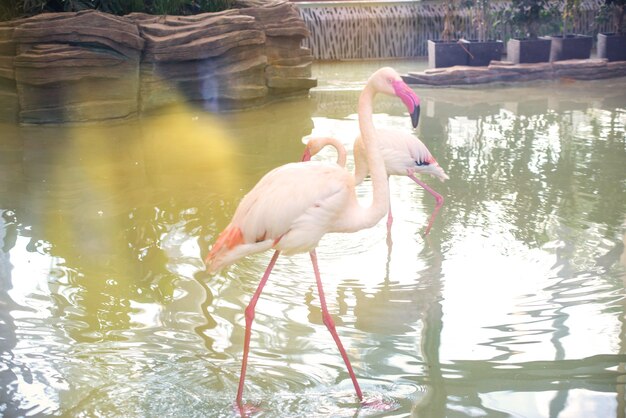 Varios flamencos en el agua.