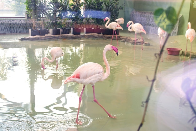 Vários flamingos na água