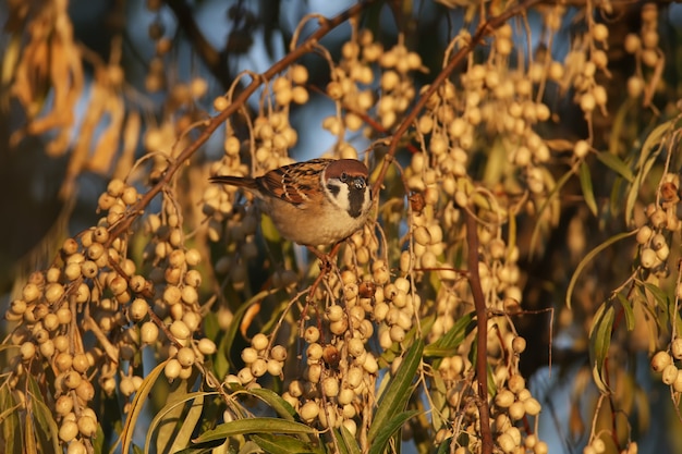 Varios gorriones arborícolas euroasiáticos (Passer montanus) comen bayas de olivo rusas. Fotos de primer plano tomadas con la suave luz de la mañana.