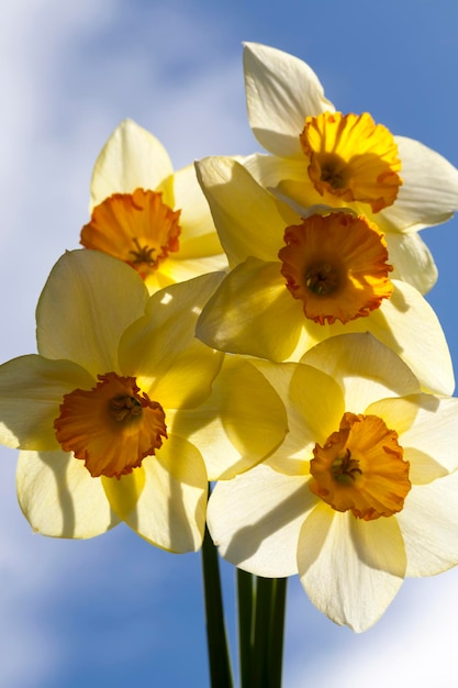 Varios hermosos narcisos amarillos doblados en un ramo