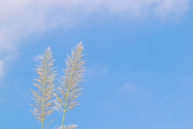 Vários juncos amarelos estão sob o céu azul e nuvens brancas