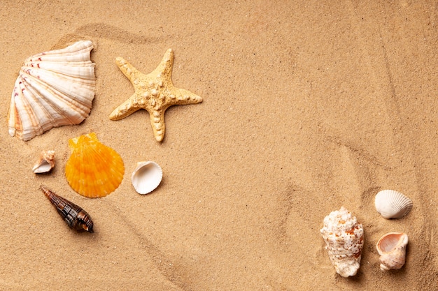 Varios objetos y conchas de la playa en la arena