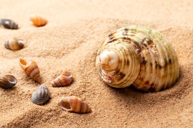 Foto varios objetos y conchas de la playa en la arena