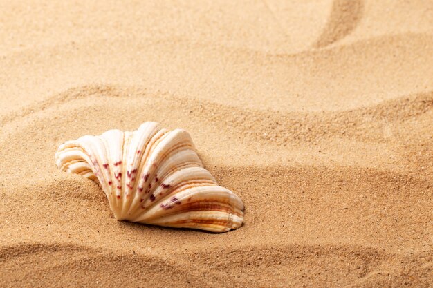 Varios objetos y conchas de la playa en la arena