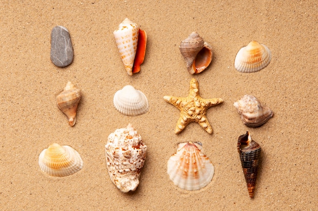 Varios objetos y conchas de la playa en la arena