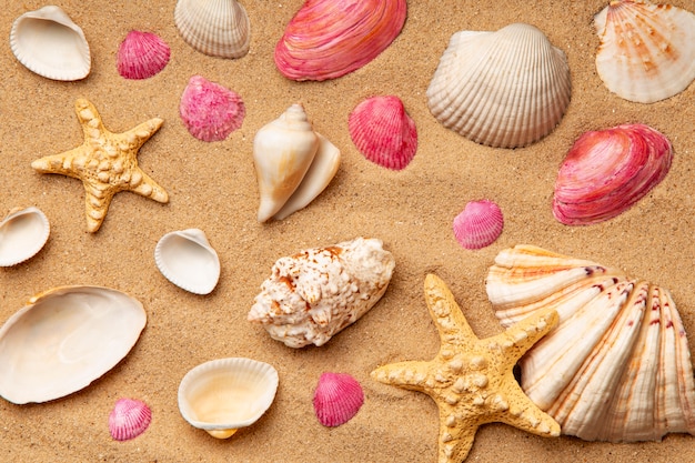 Foto varios objetos y conchas de la playa en la arena