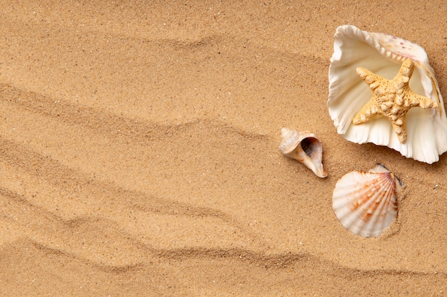 Varios objetos y conchas de la playa en la arena