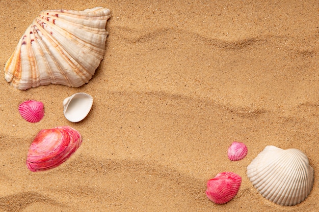 Varios objetos y conchas de la playa en la arena