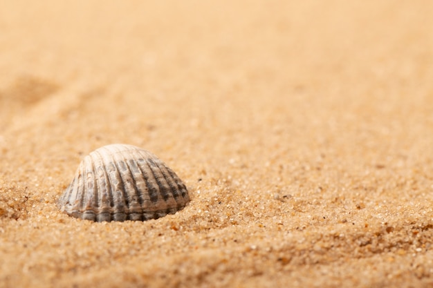 Varios objetos y conchas de la playa en la arena