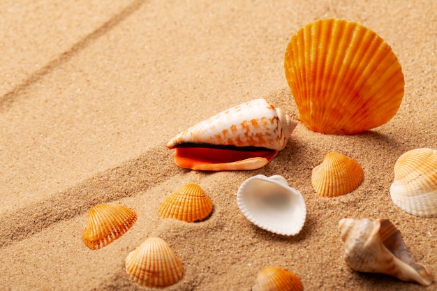 Varios objetos y conchas de la playa en la arena