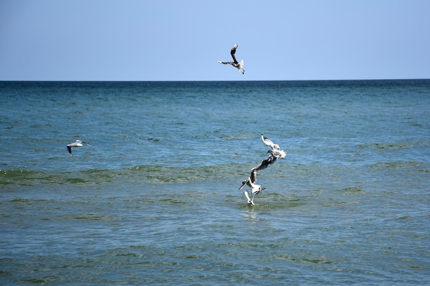 Vários pássaros de gaivota voam sobre o mar e lutam por comida contra o céu