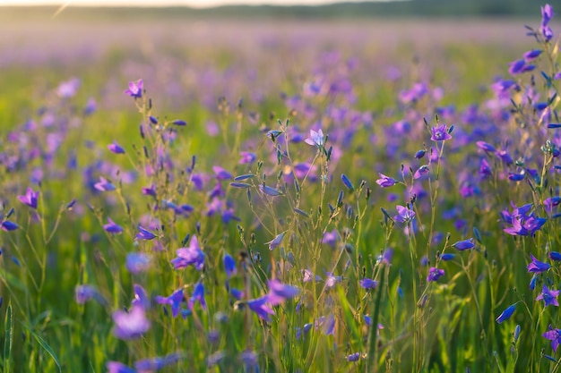 varios pastos y flores de campo en el fondo del sol poniente