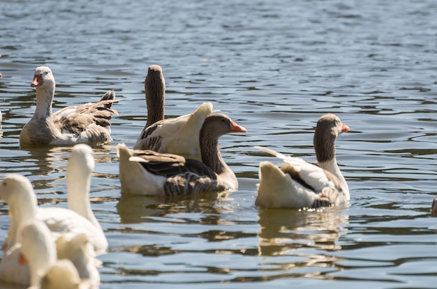 Vários patos brancos nadando em lago no brasil