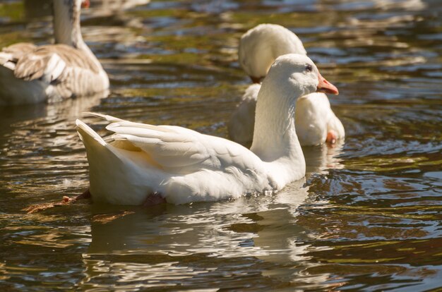 Vários patos brancos nadando em lago no Brasil