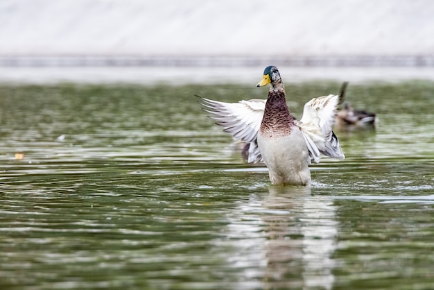 Vários patos estão nadando no lago da cidade. O pato está batendo as asas. Vida selvagem na cidade.