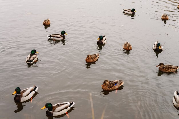 Varios patos salvajes de la ciudad nadan en el estanque de otoño con hojas caídas en el parque de otoño