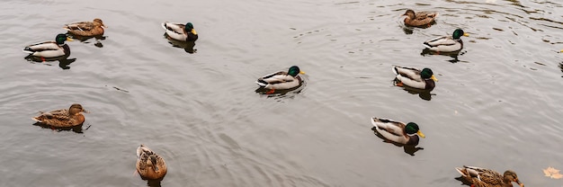 Vários patos selvagens da cidade nadam na lagoa de outono com folhas caídas no parque de outono. bandeira
