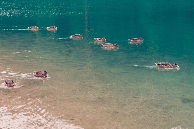 Foto vários patos selvagens na superfície de um belo lago