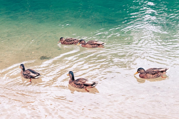 Foto vários patos selvagens na superfície de um belo lago