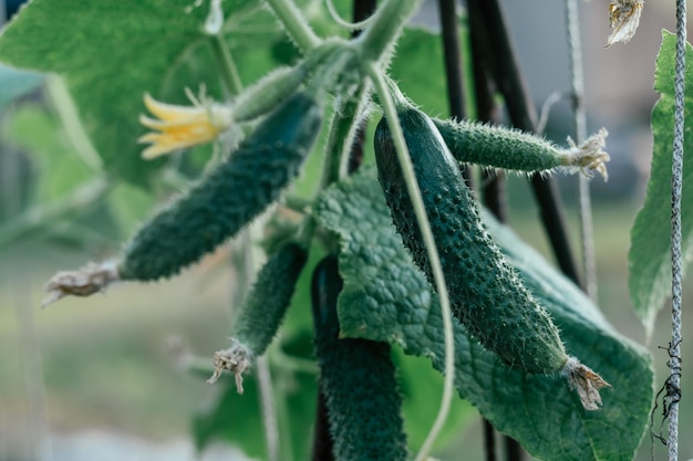 Vários pepinos com frutas comestíveis verdes oblongas Planta jovem e verde pendurada no galho do arbusto ao lado um do outro Vegetal natural Comida vegetariana popular Pepinos em crescimento Foco seletivo