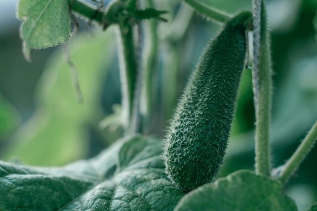 Varios pepinos con frutos comestibles verdes oblongos Planta joven y verde colgando de una rama de arbusto uno al lado del otro Vegetal natural Comida vegetariana popular Cultivo de pepinos Enfoque selectivo